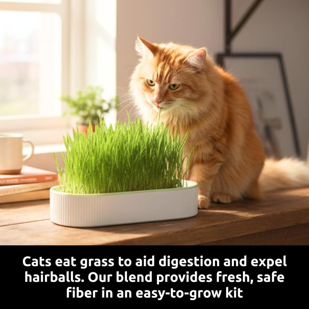 Hydroponic Cat Grass Grow Kit with 2 Oz Non-GMO Seeds I378