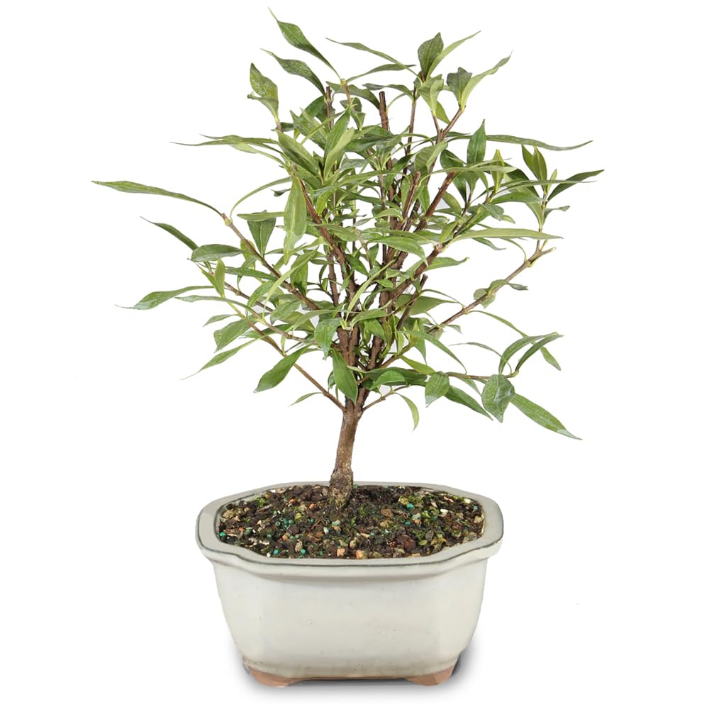 Live Gardenia Outdoor Bonsai Tree G787