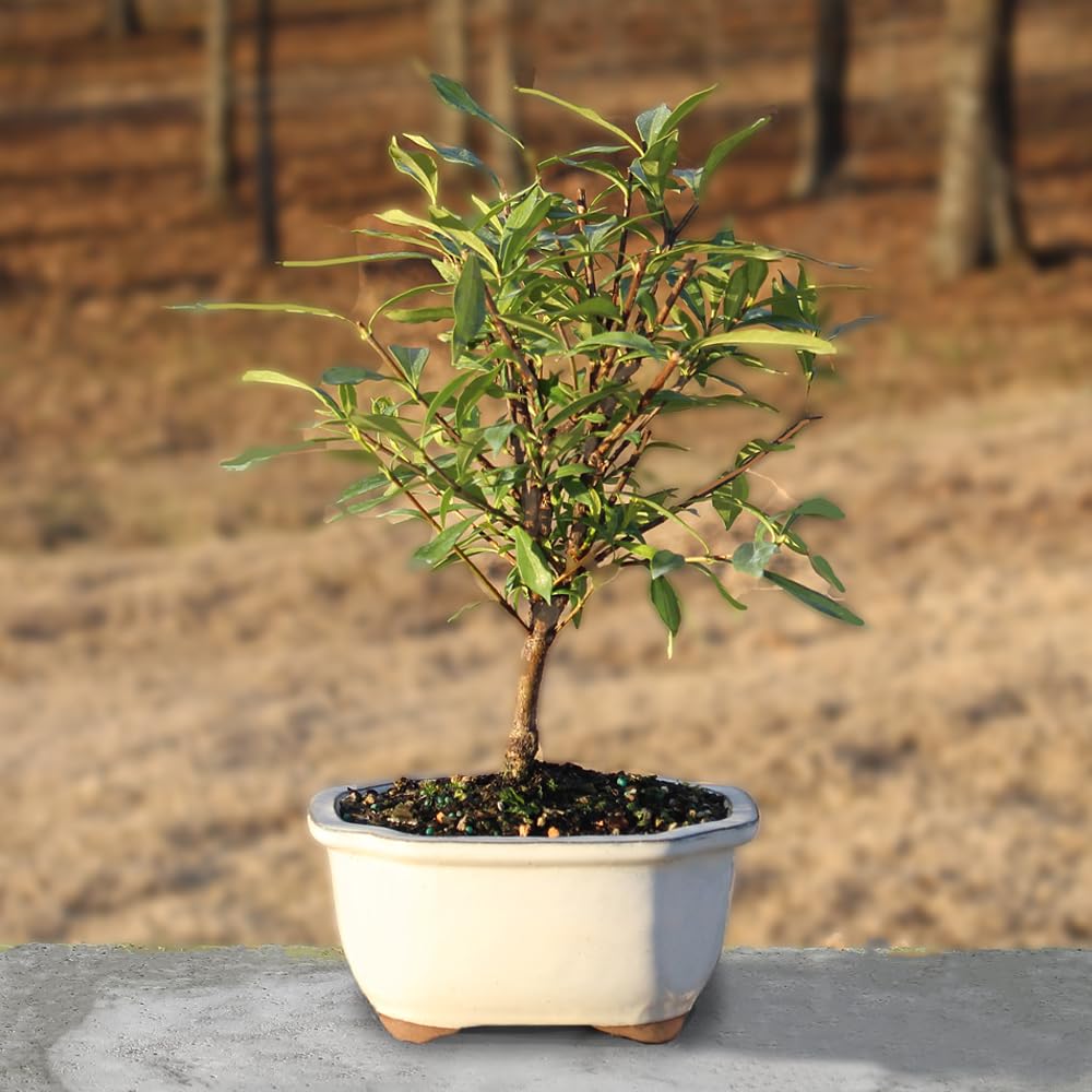 Live Gardenia Outdoor Bonsai Tree G787