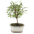 Live Gardenia Outdoor Bonsai Tree G787