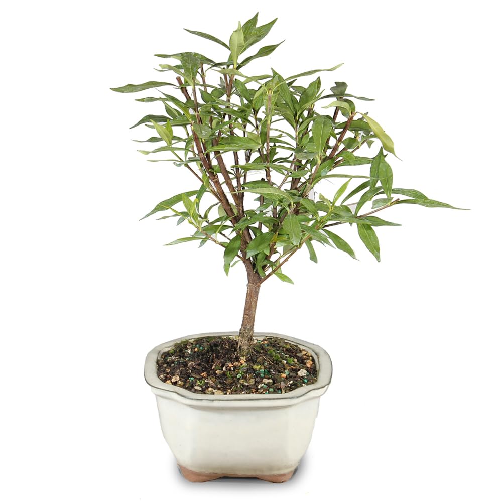 Live Gardenia Outdoor Bonsai Tree G787