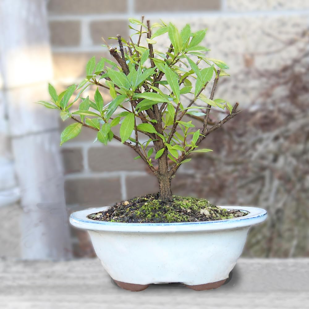 Live Gardenia Outdoor Bonsai Tree G787