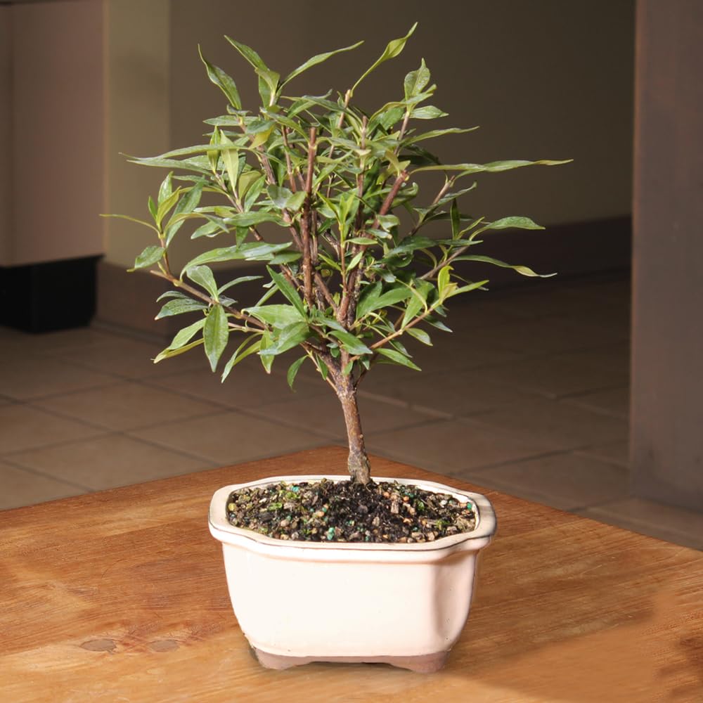 Live Gardenia Outdoor Bonsai Tree G787
