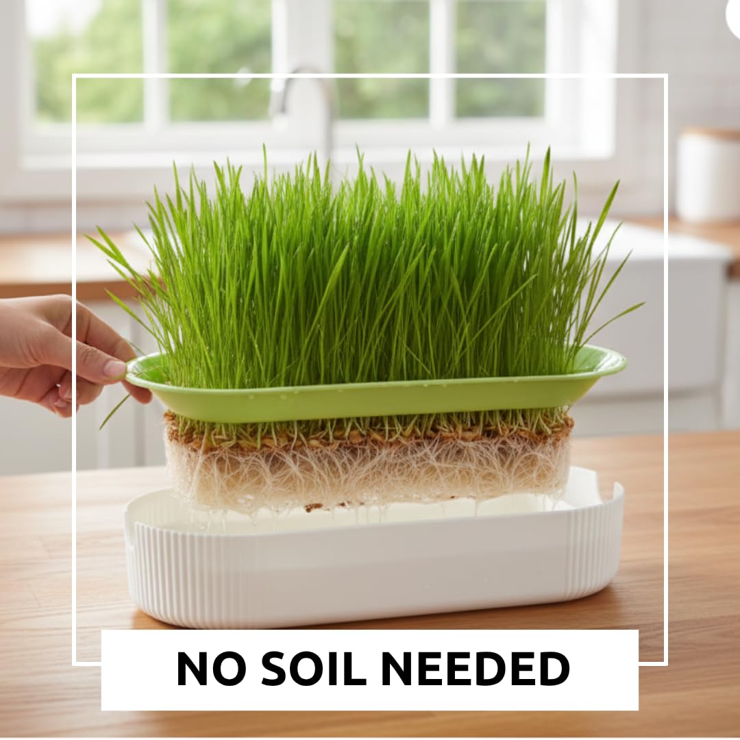 Hydroponic Cat Grass Grow Kit with 2 Oz Non-GMO Seeds I378