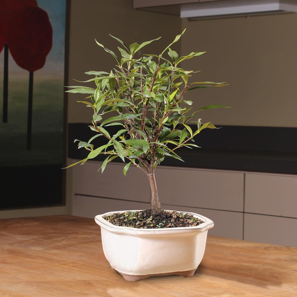 Live Gardenia Outdoor Bonsai Tree G787