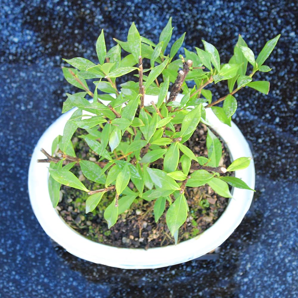 Live Gardenia Outdoor Bonsai Tree G787