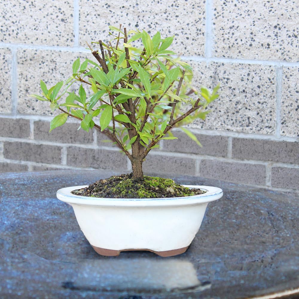 Live Gardenia Outdoor Bonsai Tree G787