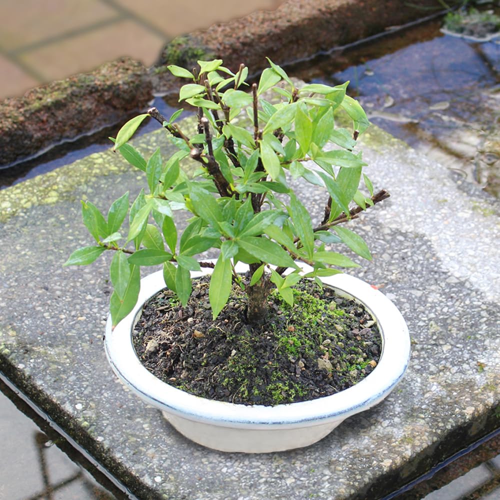 Live Gardenia Outdoor Bonsai Tree G787
